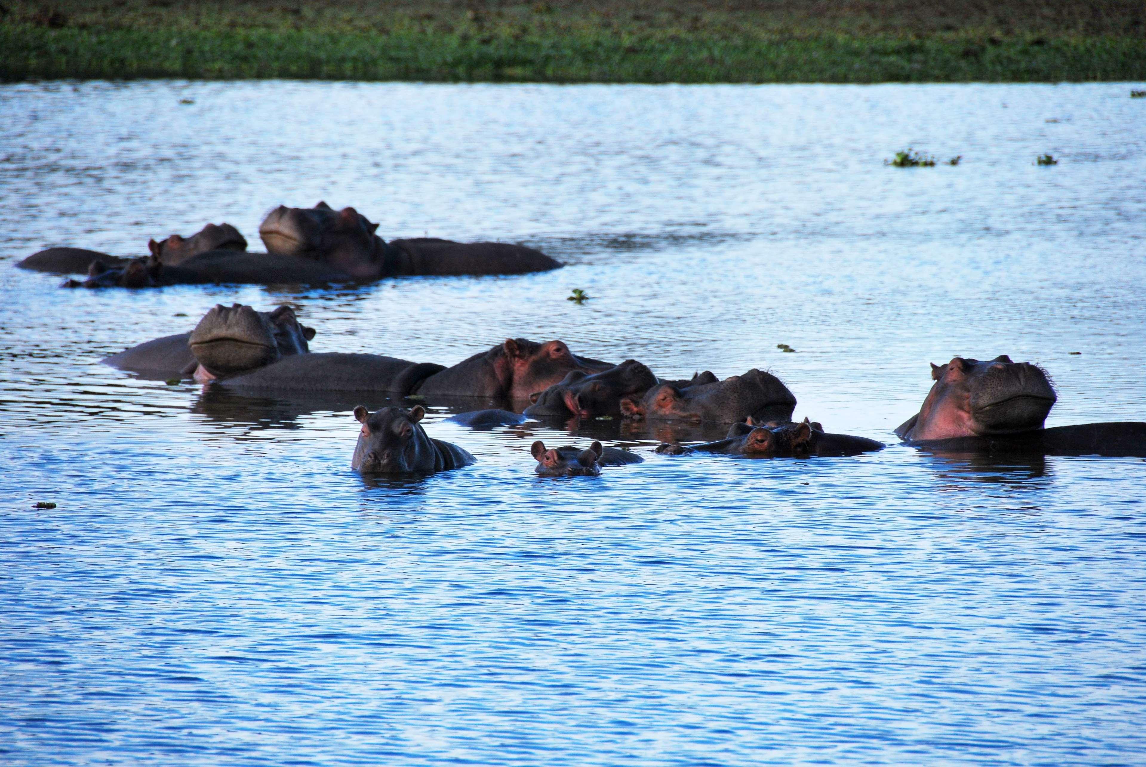 Muthu Lake Naivasha Country Club, Naivasha Karagite Extérieur photo