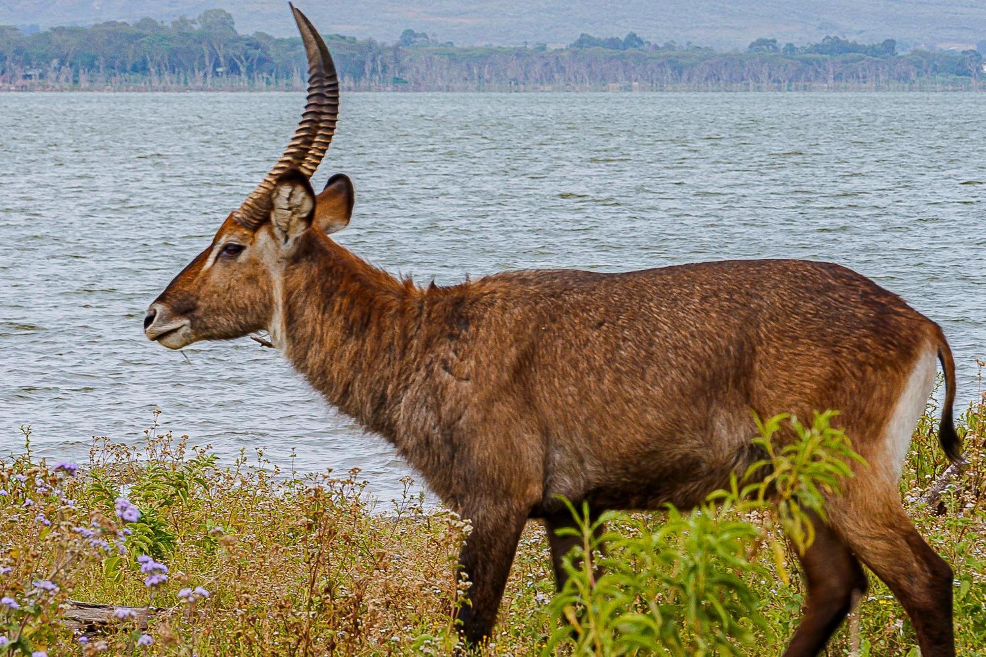 Muthu Lake Naivasha Country Club, Naivasha Karagite Extérieur photo
